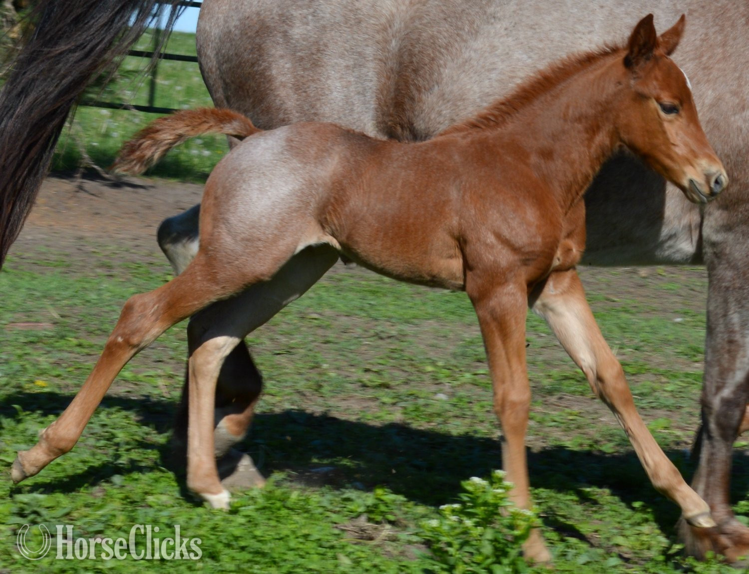 Quarter Horse - "Kwik Sann - Pymts OK" Red Roan Filly Quarter Horse