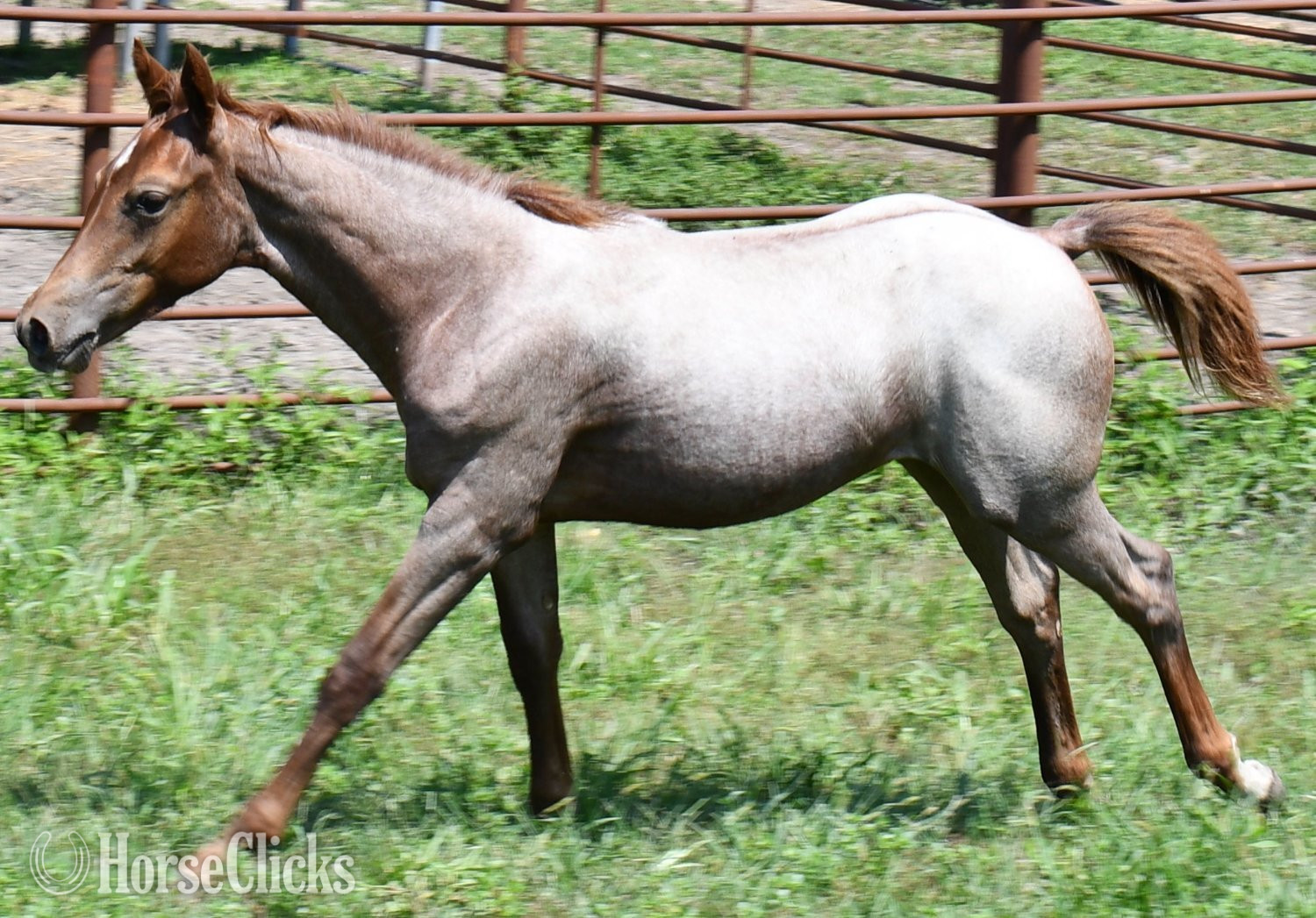 Quarter Horse - "Kwikk Sann by One Time Sannman LTE$60,00" Red Roan Filly Quarter Horse