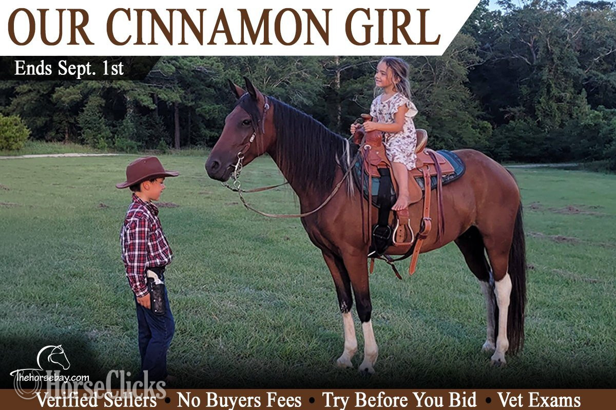 "Cinnamon" Tabiano Mare Missouri Fox Trotter in South Carolina