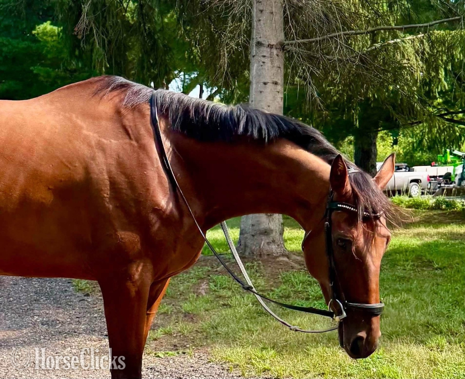 "Broken A  “Hope”" Bay Mare Thoroughbred