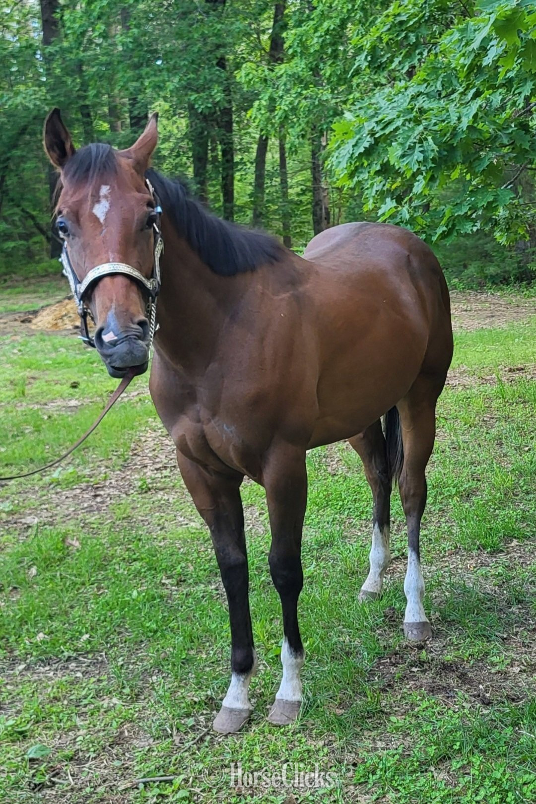 "Doubly Royal" Bay Stallion Quarter Horse in Massachusetts