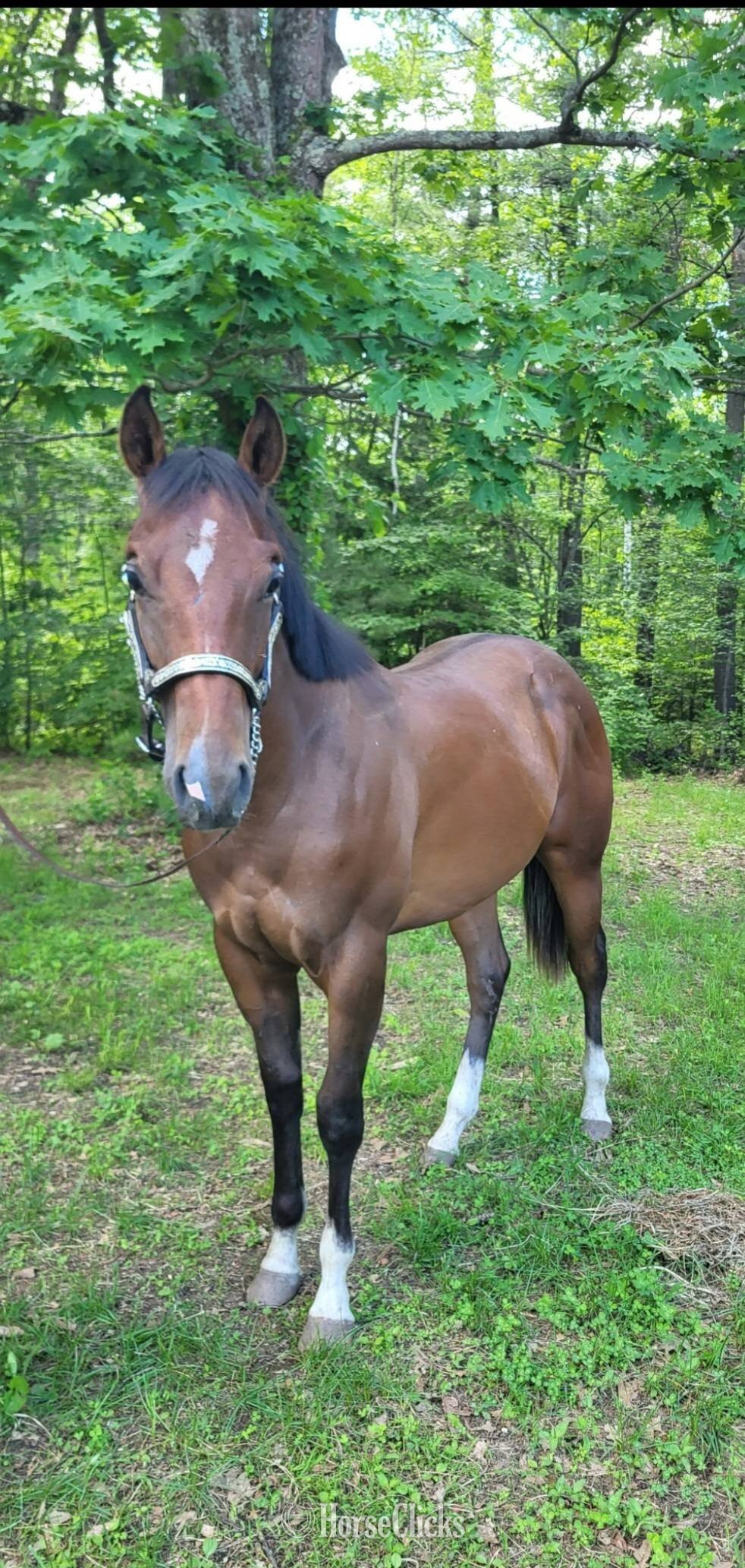 "Doubly Royal" Bay Stallion Quarter Horse