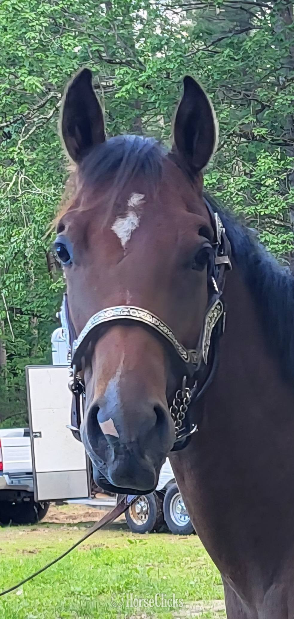 Massachusetts "Doubly Royal" Bay Stallion Quarter Horse