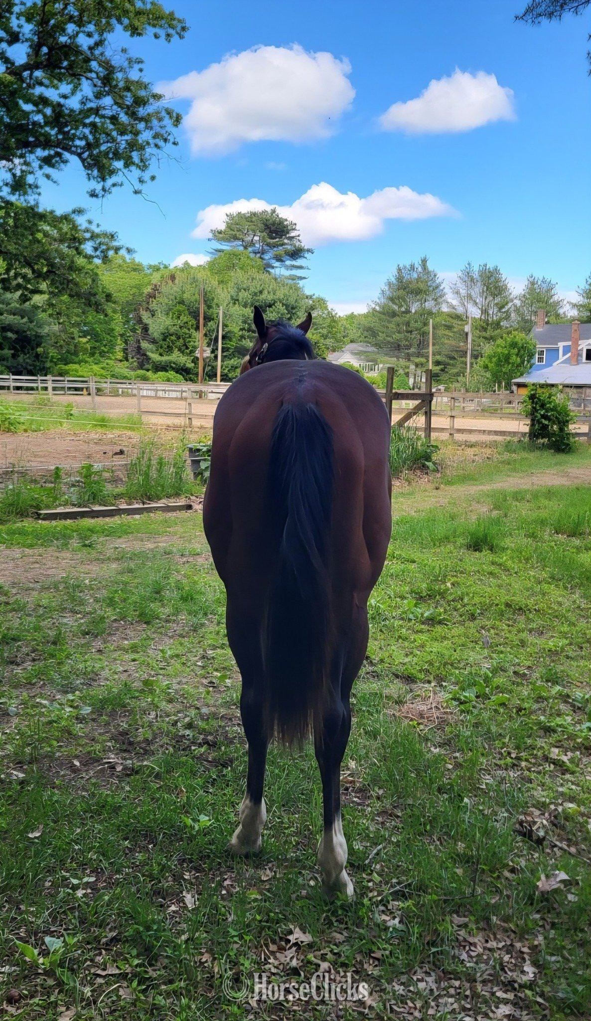 "Doubly Royal" Bay Stallion Quarter Horse - Quarter Horse in Massachusetts