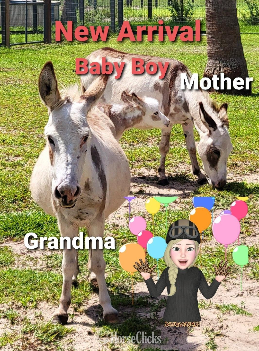 "Mini Donkey Sweet lovebugs" Pinto Mare Donkey
