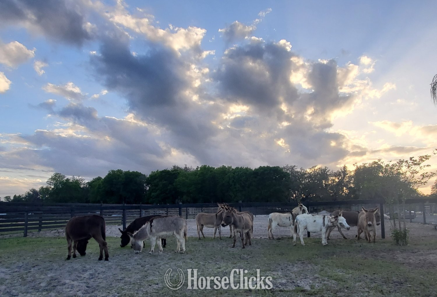 Florida "Mini Donkey Sweet lovebugs" Pinto Mare Donkey