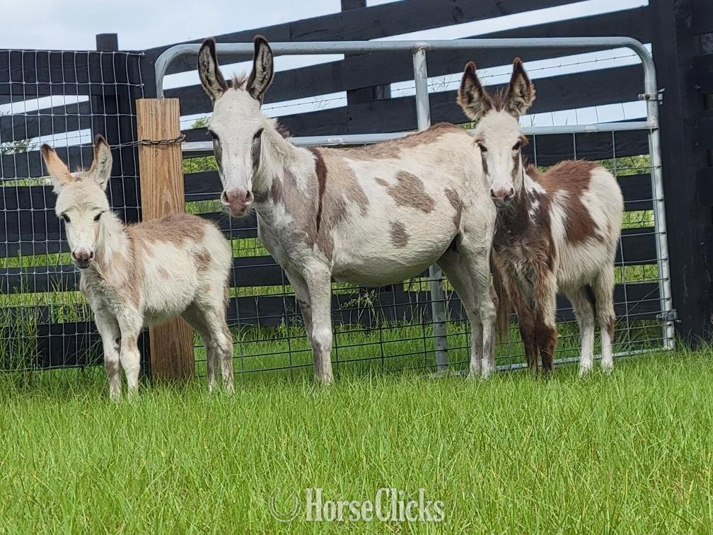 "Mini Donkey Sweet lovebugs" Pinto Mare Donkey in Florida