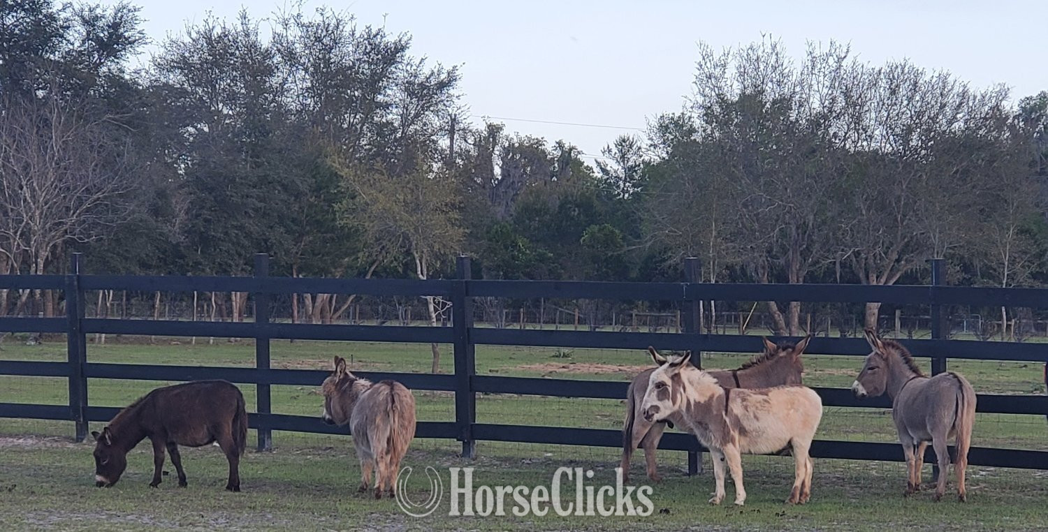 "Mini Donkey Sweet lovebugs" Pinto Mare Donkey - Donkey in Florida