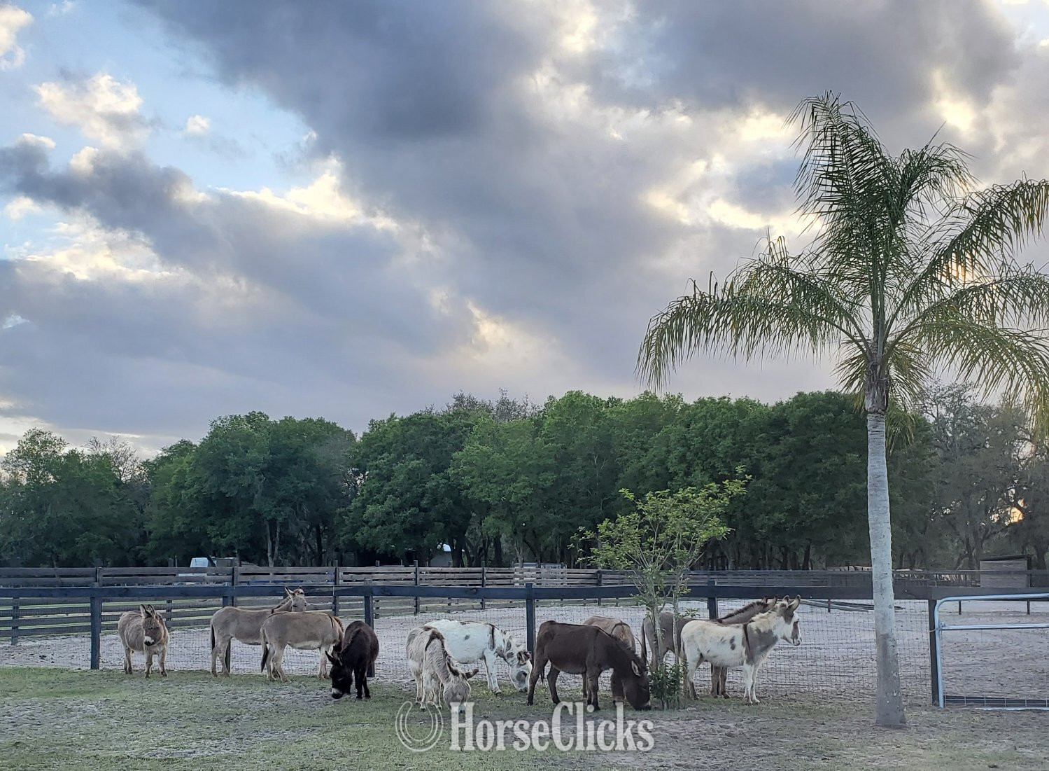 "Mini Donkey Sweet lovebugs" Pinto Mare Donkey - Donkey