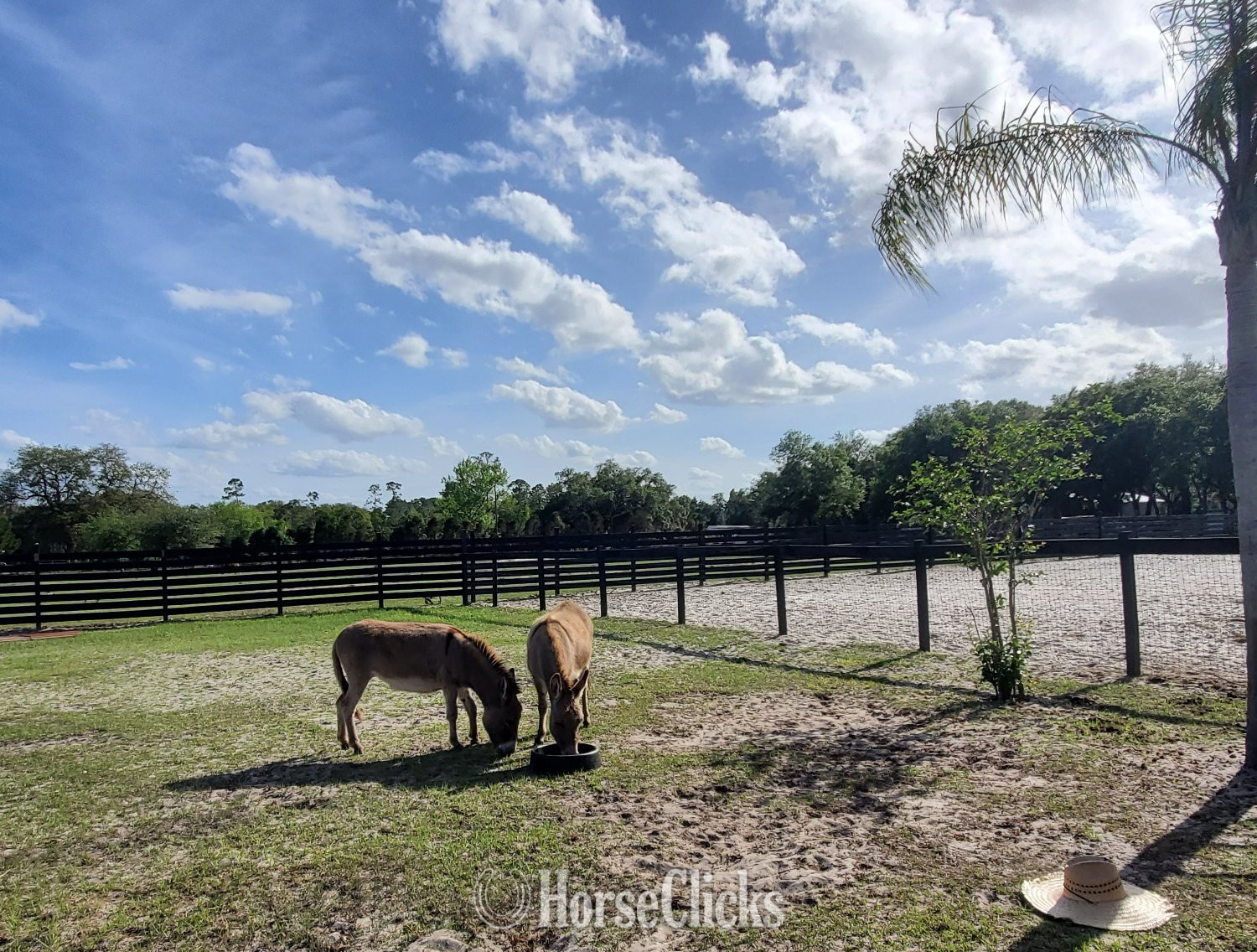 "Mini Donkey Sweet lovebugs" Pinto Mare Donkey Florida