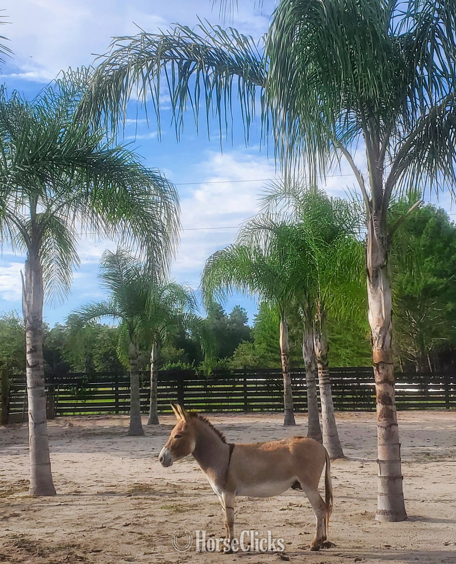 Donkey - "Mini Donkey Sweet lovebugs" Pinto Mare Donkey in Florida