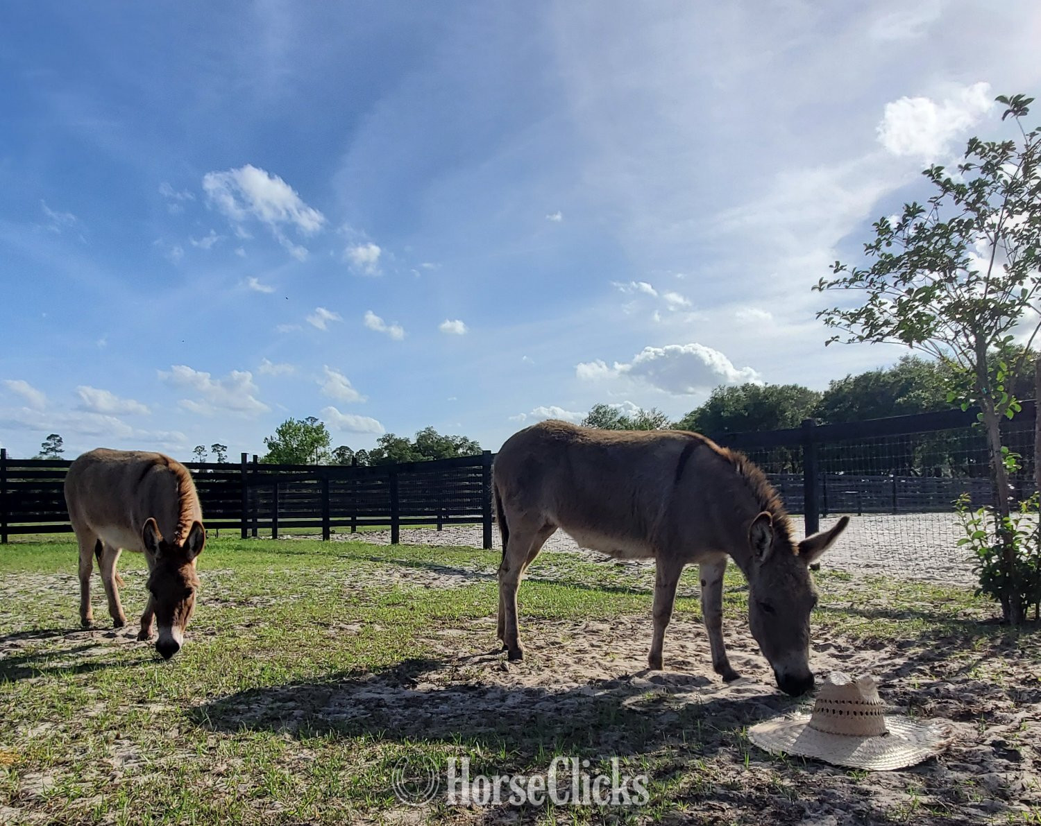 Donkey - "Mini Donkey Sweet lovebugs" Pinto Mare Donkey
