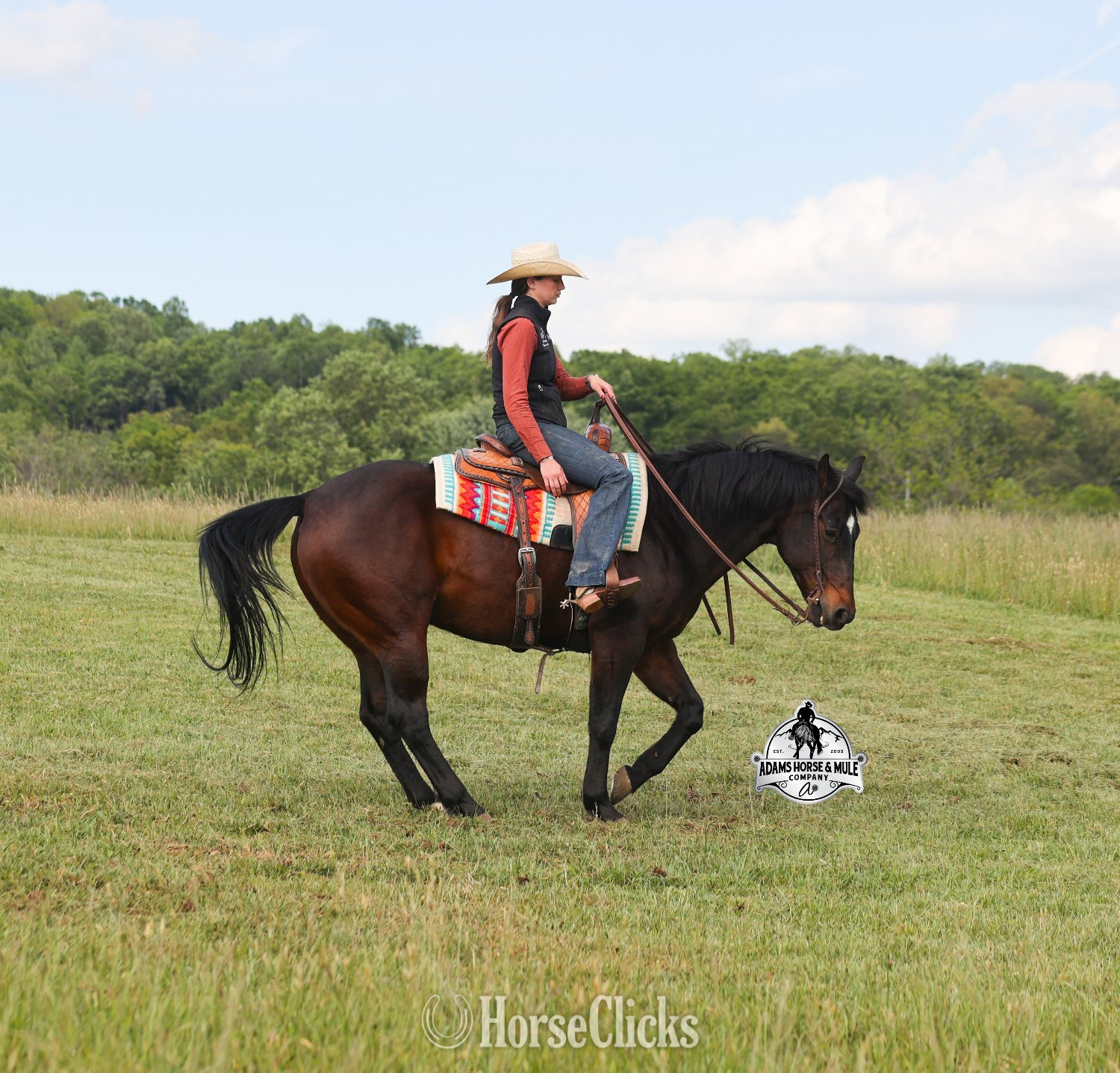 "Revolutionary Step -Albert Consigned to " Bay Gelding Quarter Horse