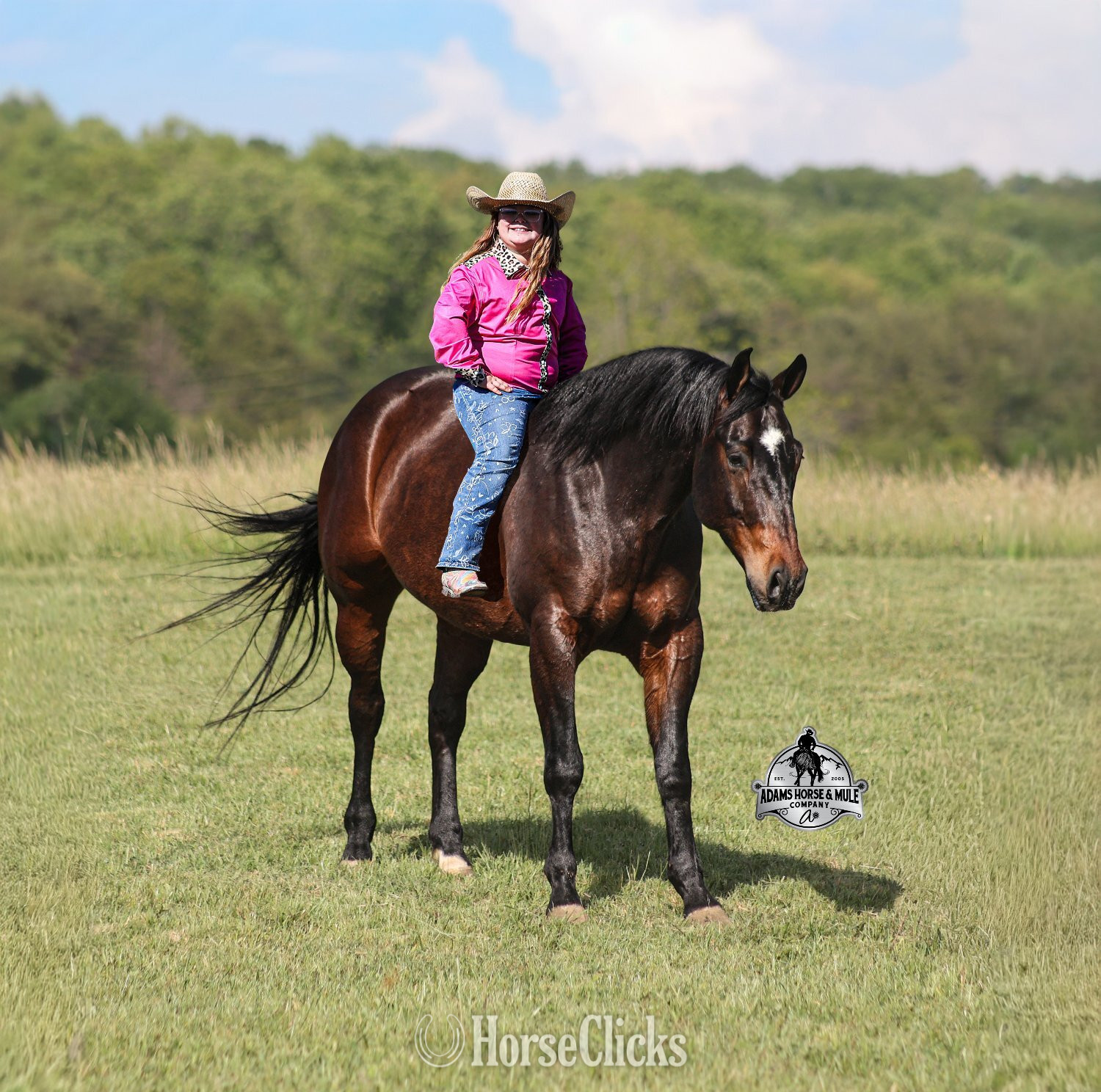 "Revolutionary Step -Albert Consigned to " Bay Gelding Quarter Horse in California