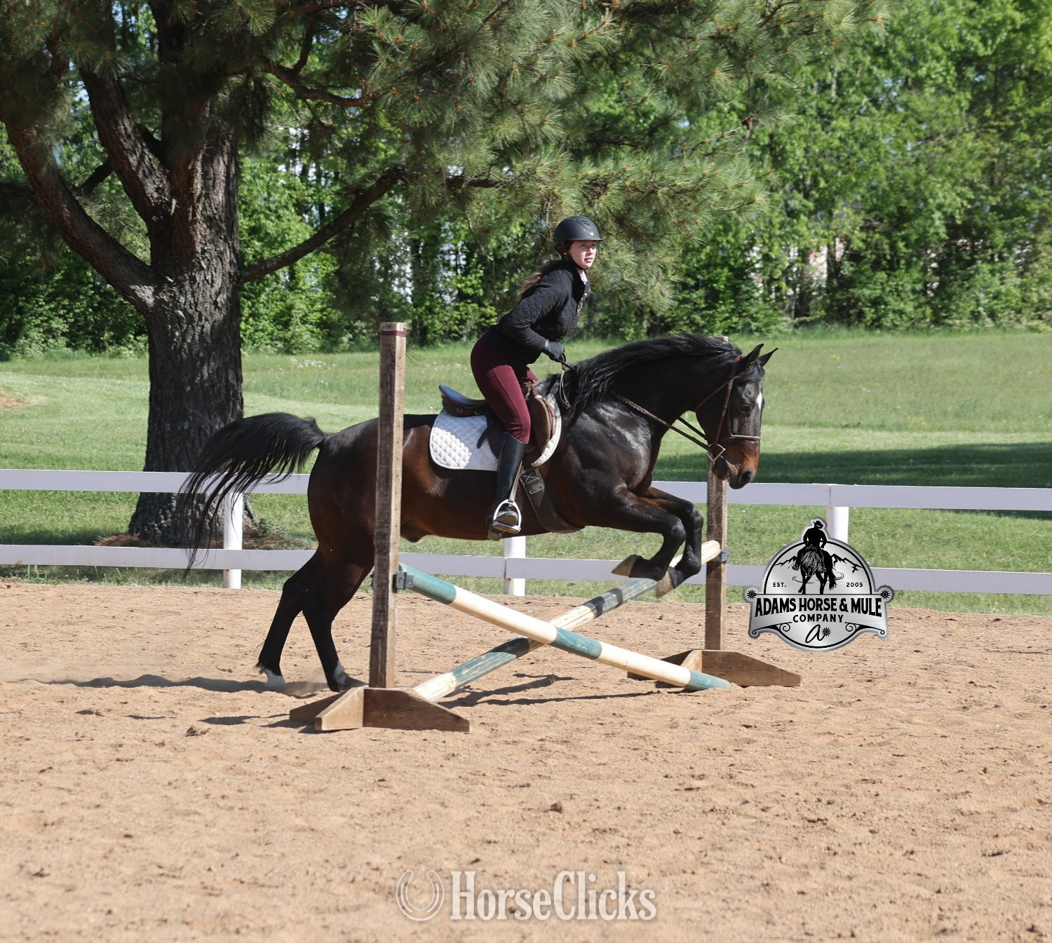 California "Revolutionary Step -Albert Consigned to " Bay Gelding Quarter Horse