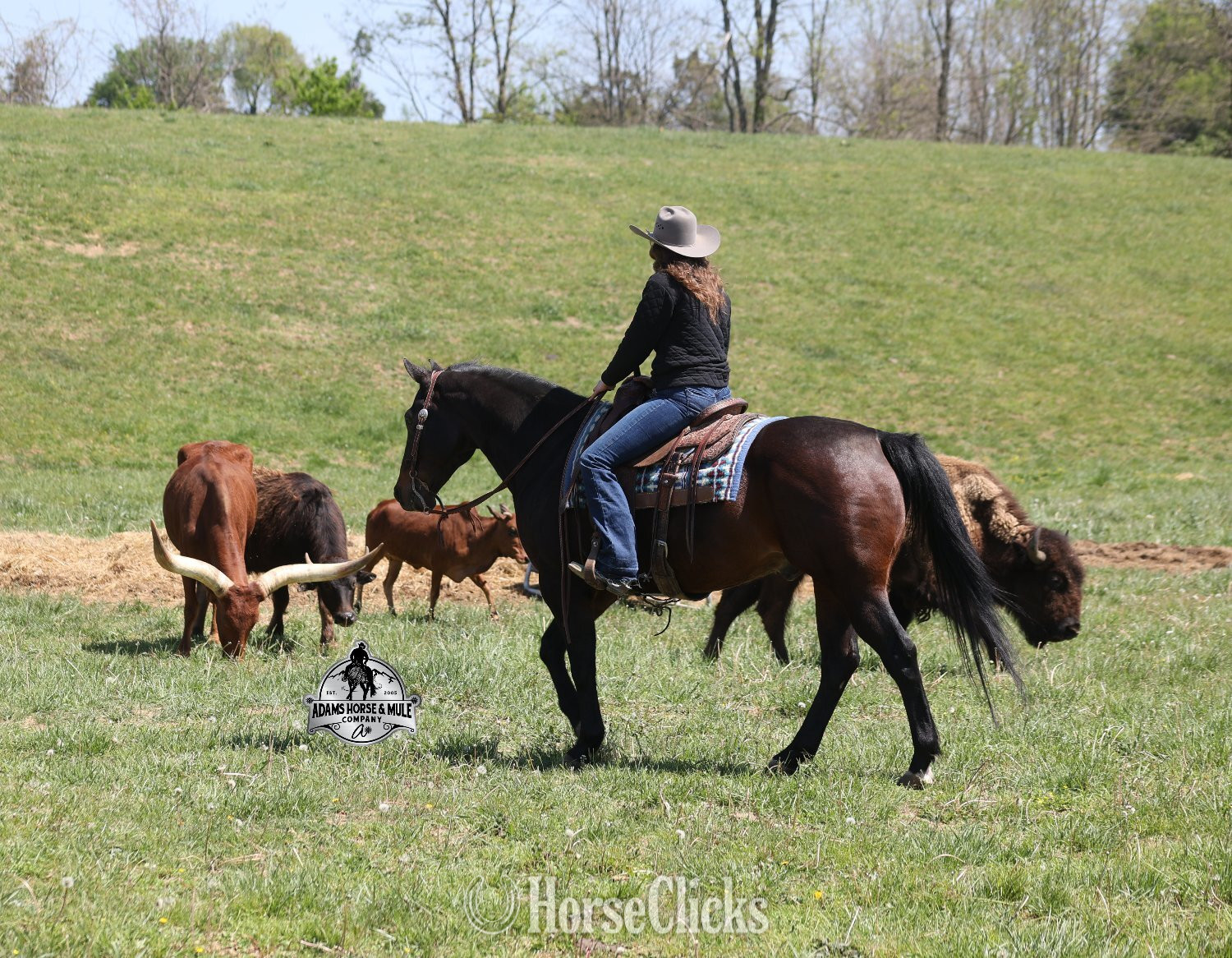"Revolutionary Step -Albert Consigned to " Bay Gelding Quarter Horse - Quarter Horse in California