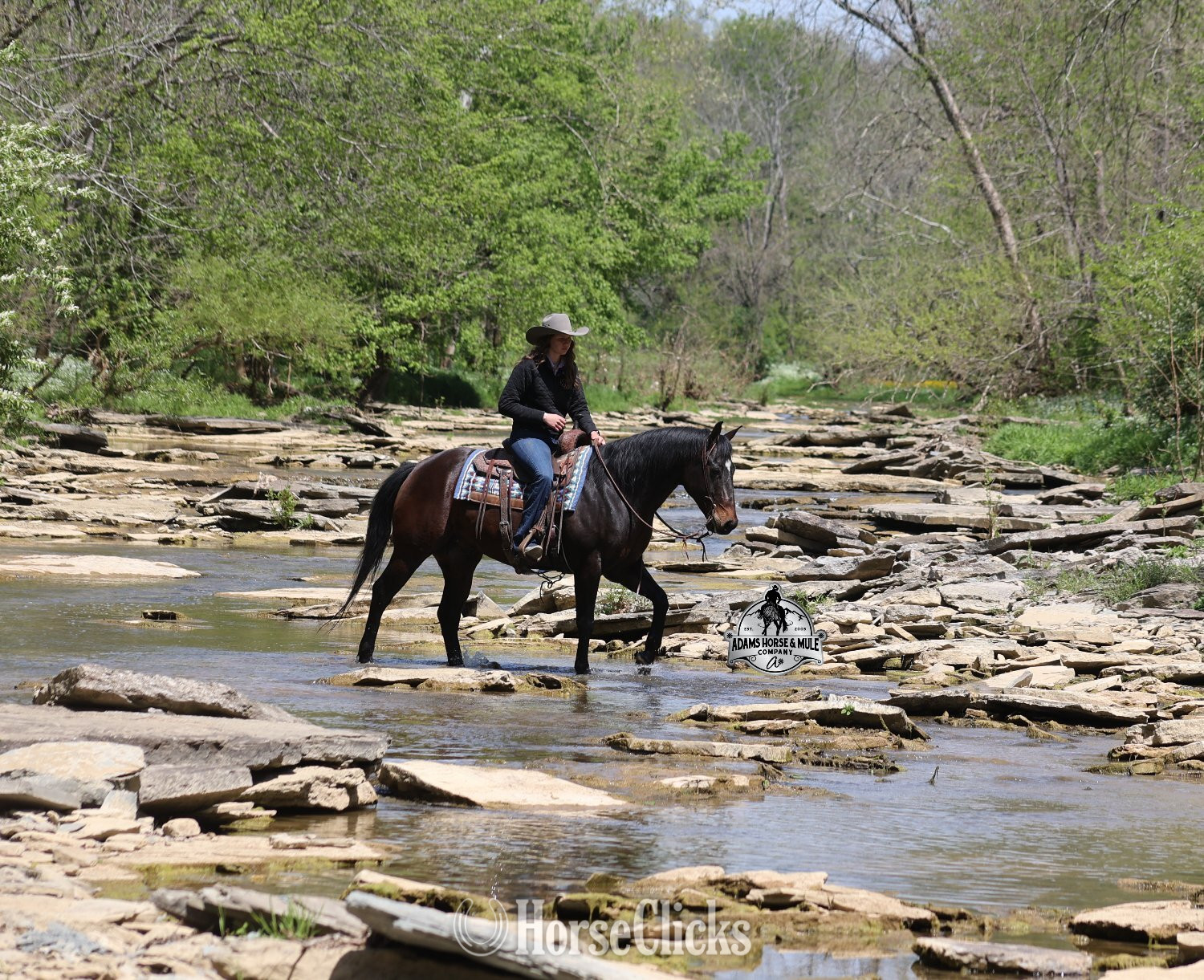 "Revolutionary Step -Albert Consigned to " Bay Gelding Quarter Horse - Quarter Horse
