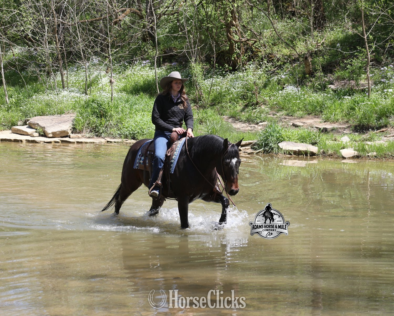 "Revolutionary Step -Albert Consigned to " Bay Gelding Quarter Horse California