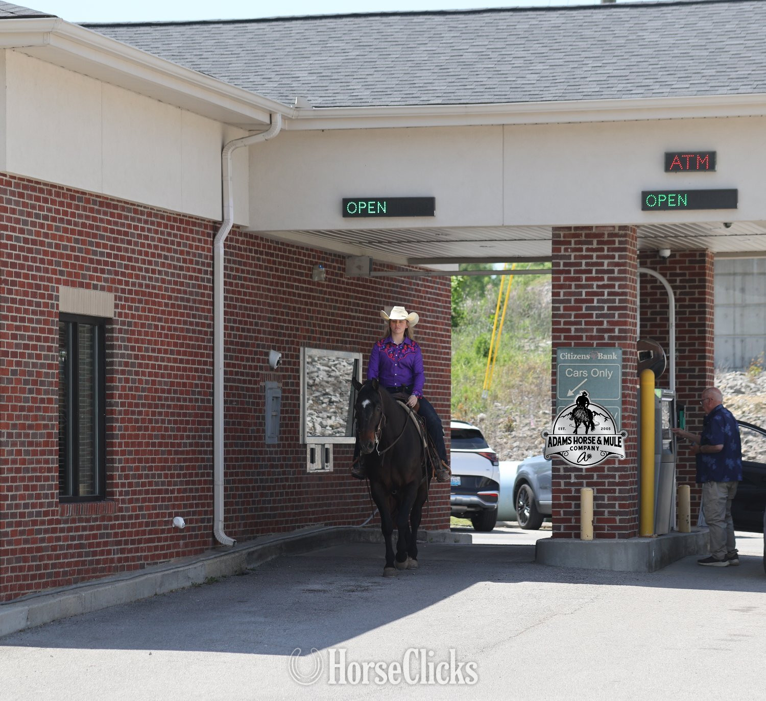 Quarter Horse - "Revolutionary Step -Albert Consigned to " Bay Gelding Quarter Horse in California