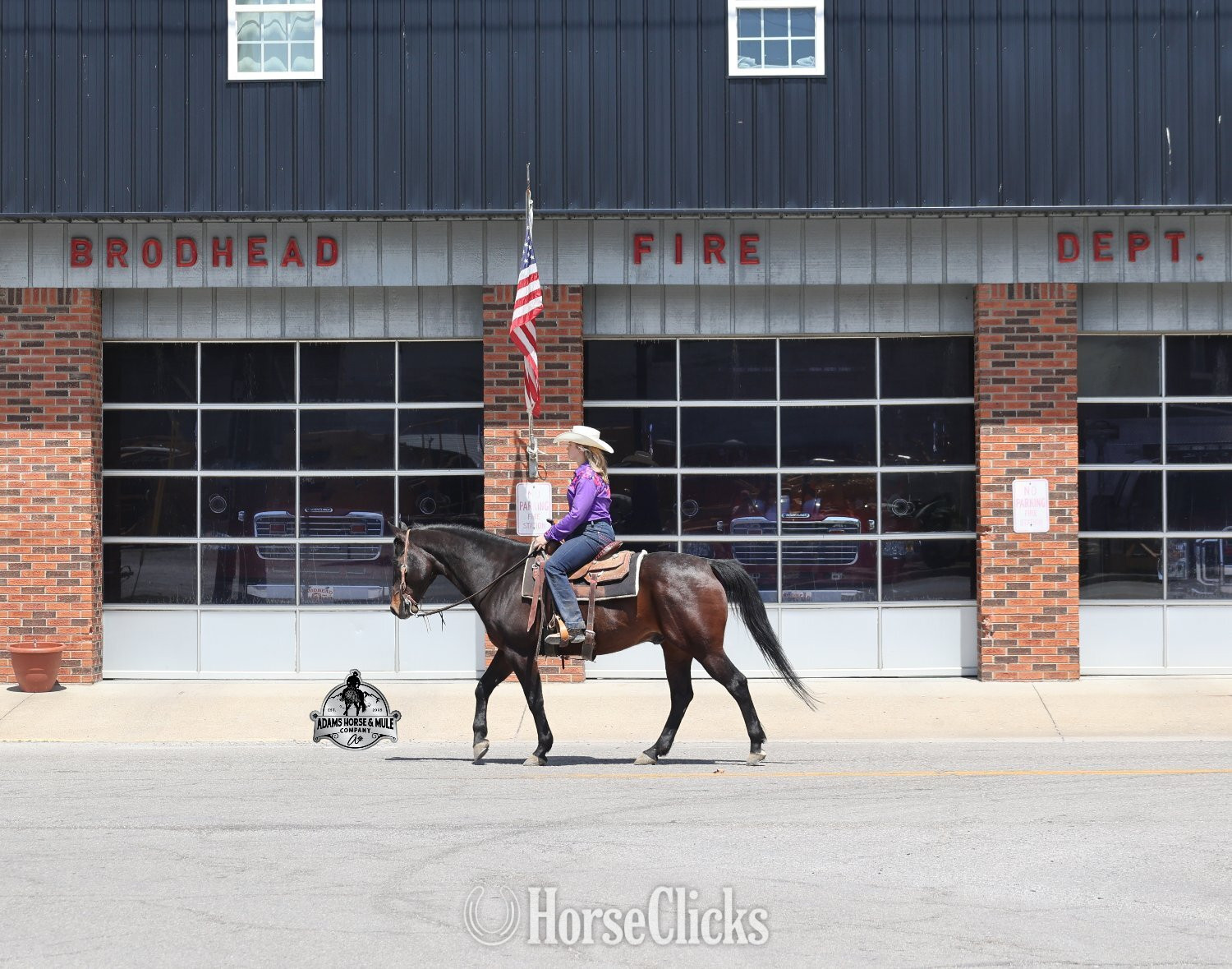 Quarter Horse - "Revolutionary Step -Albert Consigned to " Bay Gelding Quarter Horse