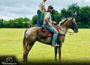 "Winona" Chestnut Mare Walkaloosa
