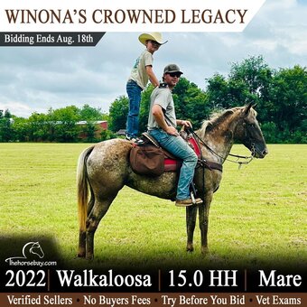 "Winona" Chestnut Mare Walkaloosa