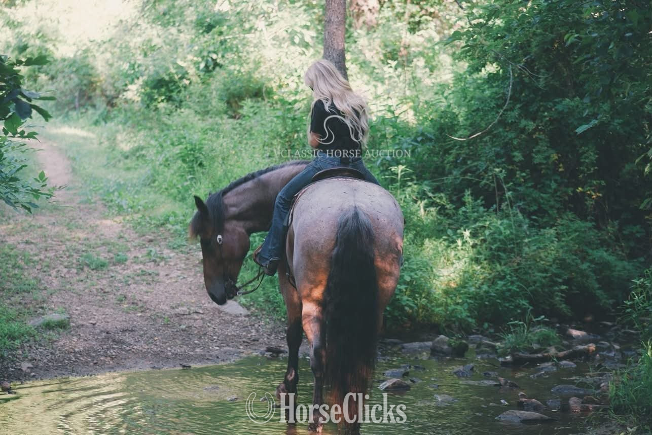 "RIP" Bay Roan Gelding Thoroughbred