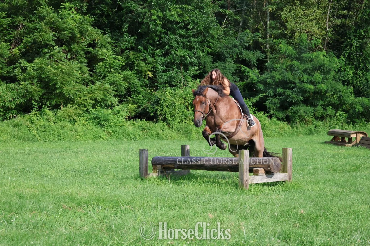 Pennsylvania "RIP" Bay Roan Gelding Thoroughbred