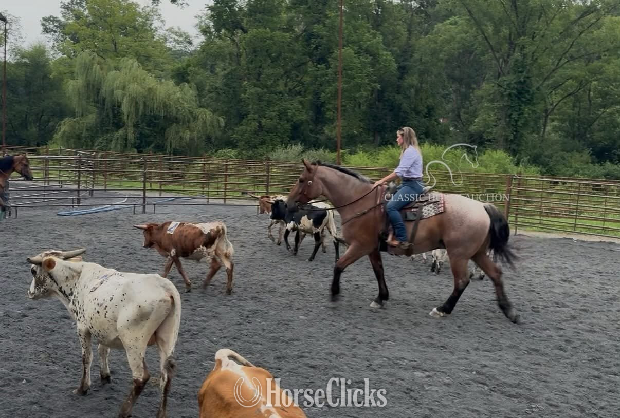 "RIP" Bay Roan Gelding Thoroughbred - Thoroughbred in Pennsylvania