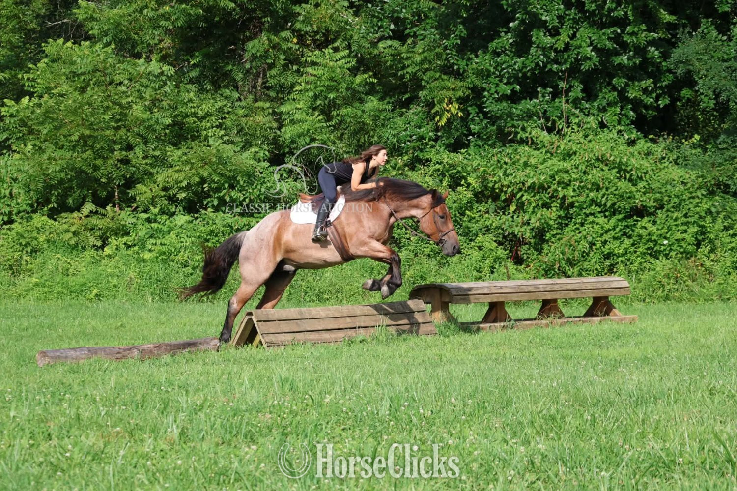 "RIP" Bay Roan Gelding Thoroughbred - Thoroughbred