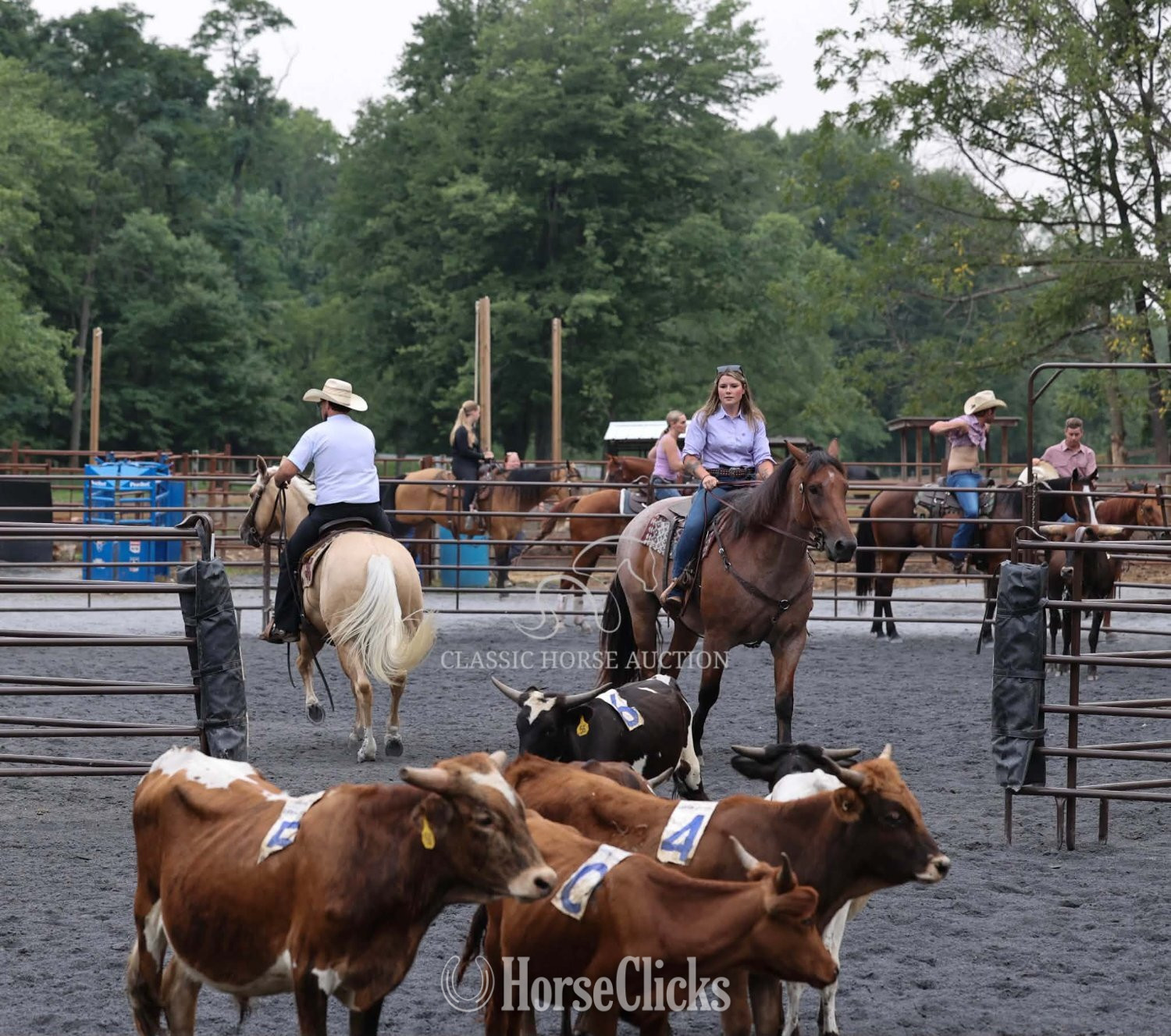 "RIP" Bay Roan Gelding Thoroughbred Pennsylvania