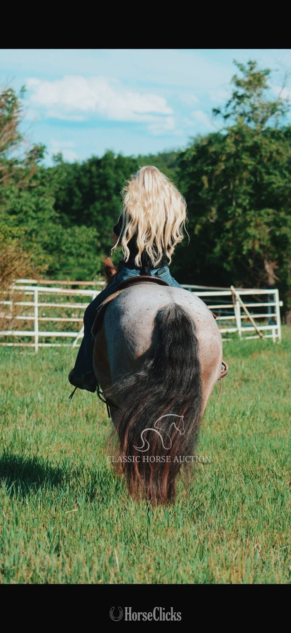 Thoroughbred - "RIP" Bay Roan Gelding Thoroughbred in Pennsylvania