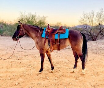 "Maggie" Grullo Filly Quarter Horse