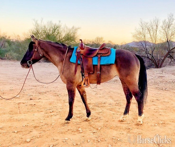 "Maggie" Grullo Filly Quarter Horse in Arizona