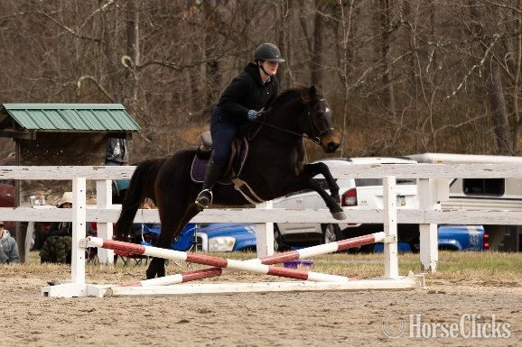 "Rockette" Bay Mare Welsh Pony in Pennsylvania