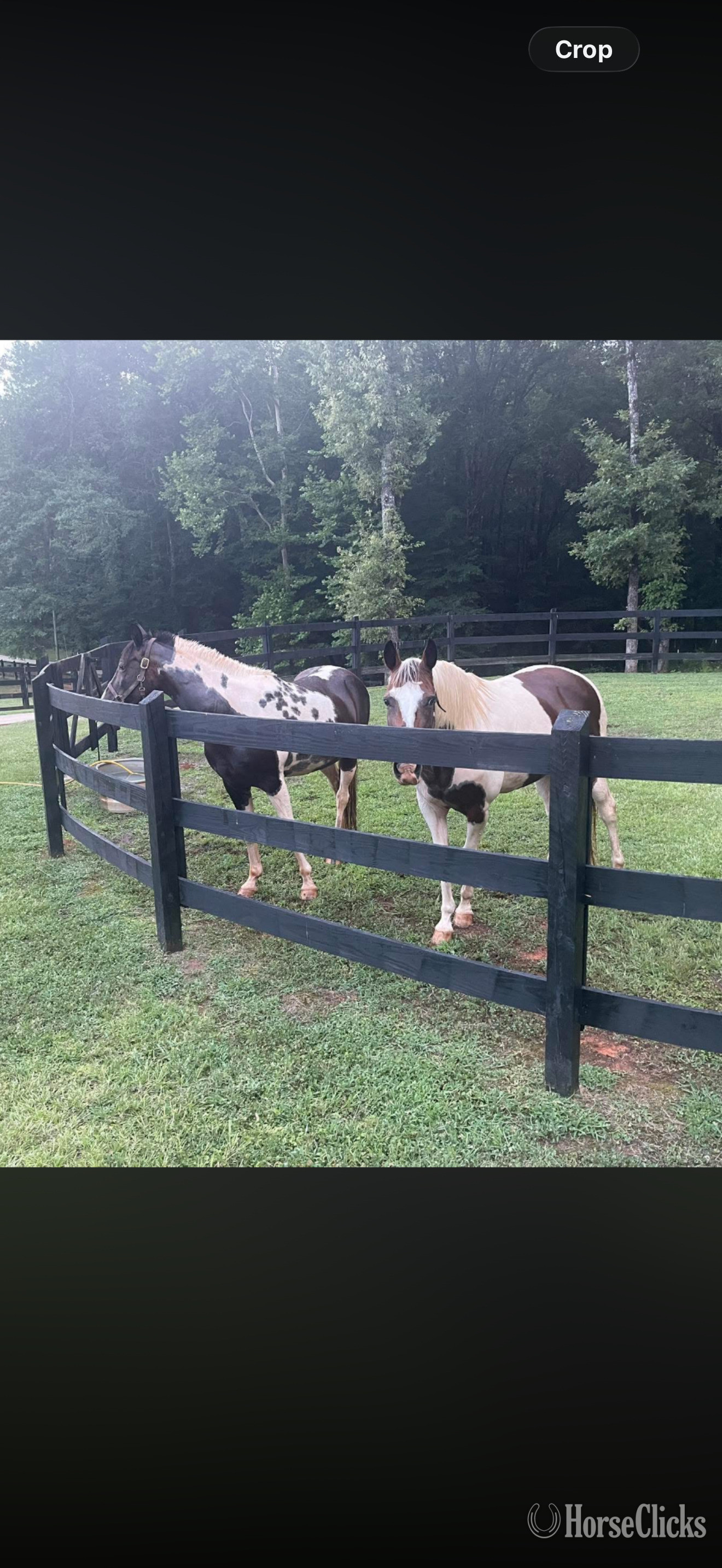 "Scout & Princess" White Mare Paint in Alabama