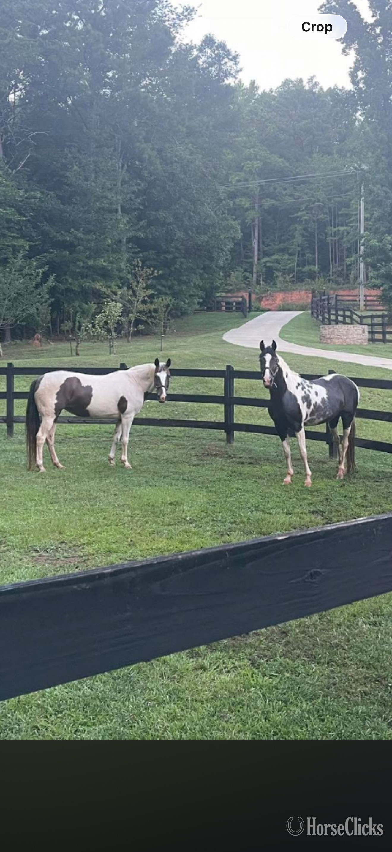 "Scout & Princess" White Mare Paint