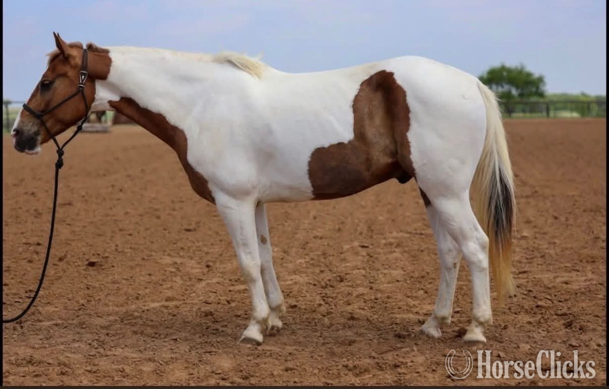 "PABLO" Pinto Gelding Paint
