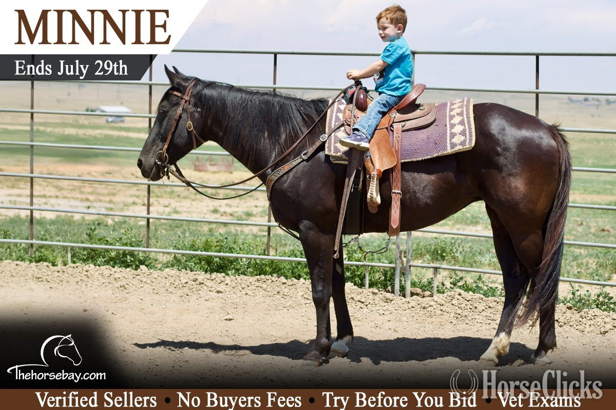 "Minnie" Black Mare Quarter Horse in Colorado