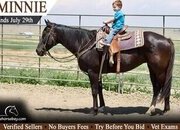 "Minnie" Black Mare Quarter Horse