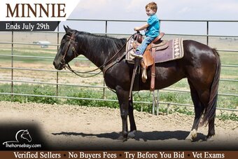 "Minnie" Black Mare Quarter Horse