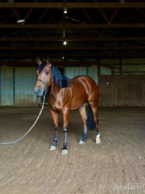 "HB REYDAY BOON" Bay Gelding Quarter Horse Texas