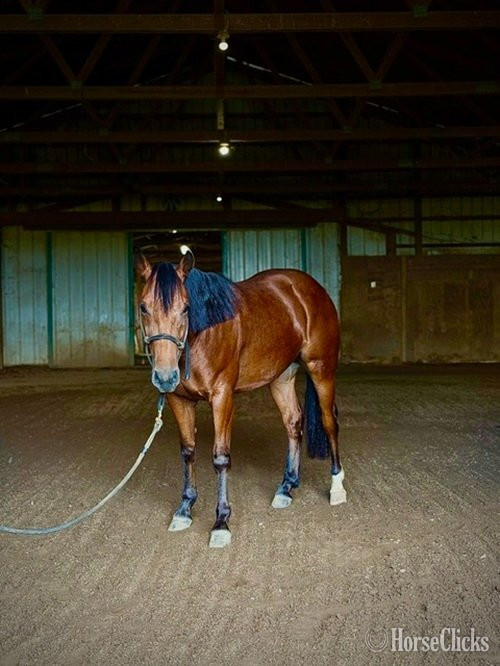 Quarter Horse - "HB REYDAY BOON" Bay Gelding Quarter Horse in Texas