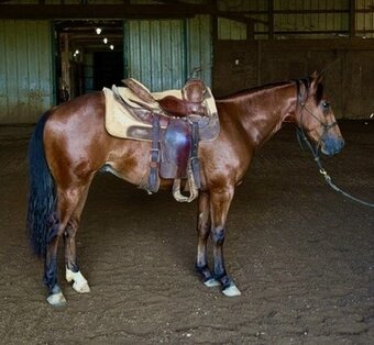 "MCLAREN" Bay Gelding Quarter Horse