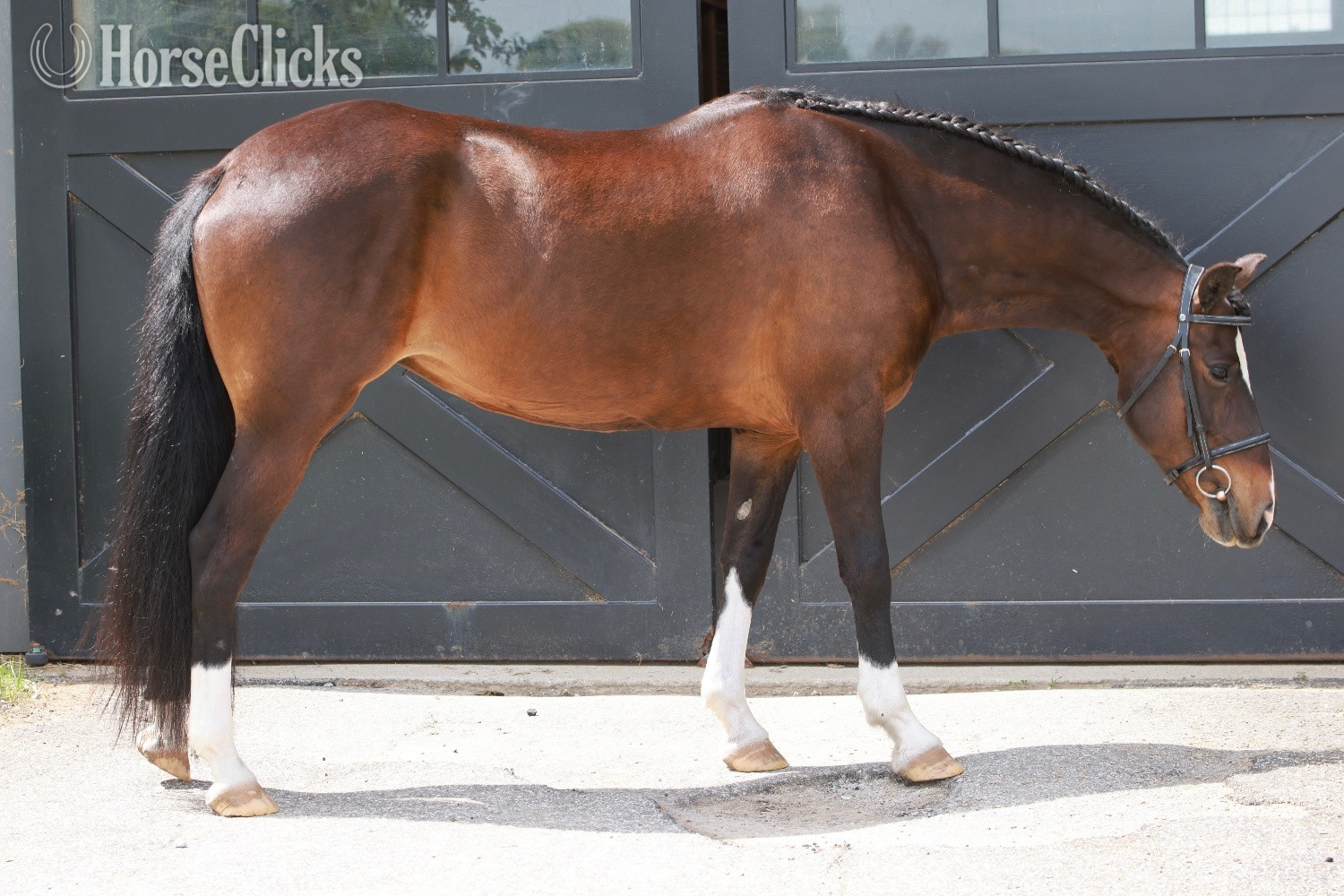 "Millie" Bay Mare Welsh Pony