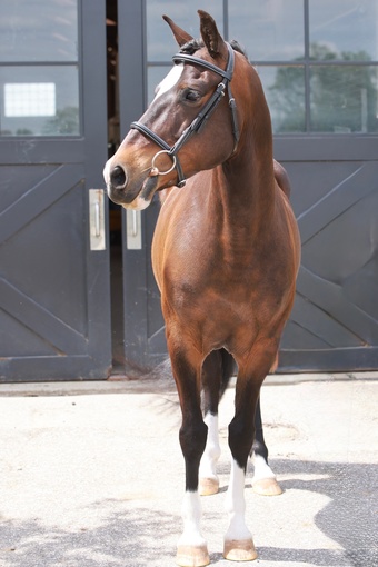 "Millie" Bay Mare Welsh Pony