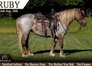 "Ruby" Red Roan Mare Haflinger