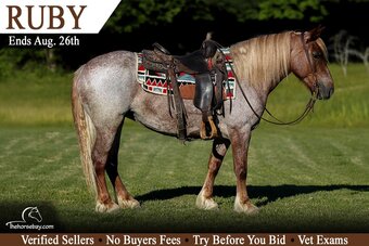 "Ruby" Red Roan Mare Haflinger