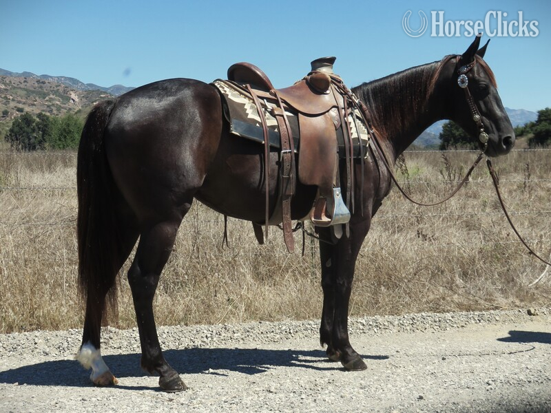 "COLONELS REY JAY" Black Gelding Quarter Horse in California