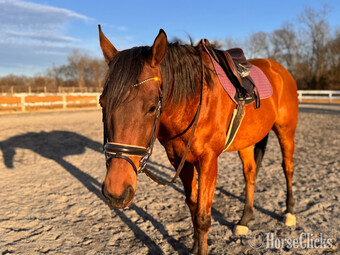 "Mordi" Bay Gelding Thoroughbred
